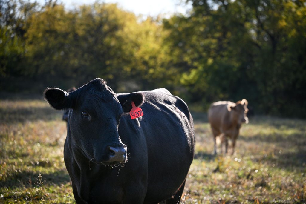 251110-cows-beef-meatpacking-es-d31ee0.jpg